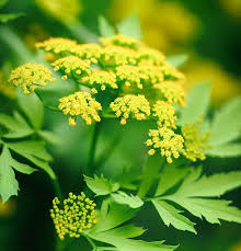 Attēlu rezultāti vaicājumam “Levisticum officinale flower”