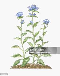 Attēlu rezultāti vaicājumam “Campanula glomerata leaf”