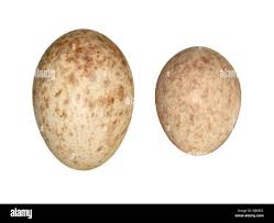 Attēlu rezultāti vaicājumam “Erithacus rubecula eggs”