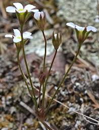 Attēlu rezultāti vaicājumam “Androsace septentrionalis”