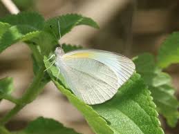 Attēlu rezultāti vaicājumam “Hoplia parvula imago”