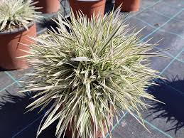 Attēlu rezultāti vaicājumam “Holcus mollis”