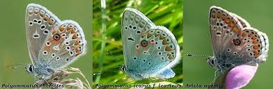 Attēlu rezultāti vaicājumam “Aricia artaxerxes”