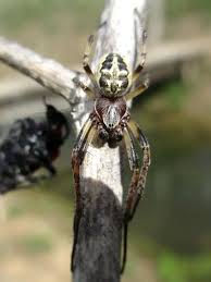 Attēlu rezultāti vaicājumam “Larinioides cornutus”