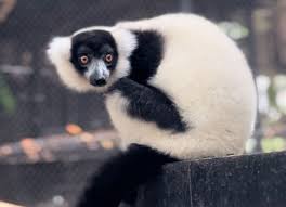 Attēlu rezultāti vaicājumam “Primates”