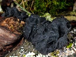 Attēlu rezultāti vaicājumam “Exidia truncata”