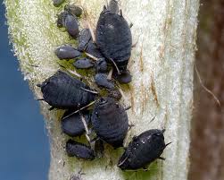 Attēlu rezultāti vaicājumam “Aphis fabae”