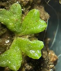 Attēlu rezultāti vaicājumam “Riccia bifurca”