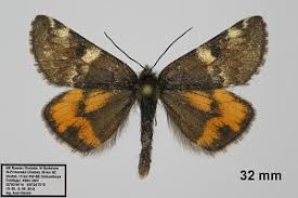 Attēlu rezultāti vaicājumam “Archiearis parthenias”