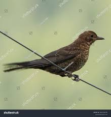 Attēlu rezultāti vaicājumam “Turdus merula juvenile”