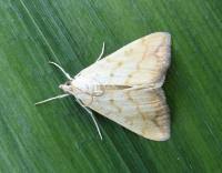 Attēlu rezultāti vaicājumam “Evergestis extimalis”