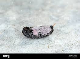 Attēlu rezultāti vaicājumam “Dermestes murinus”