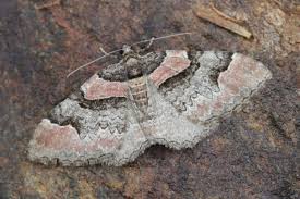 Attēlu rezultāti vaicājumam “Catarhoe rubidata”