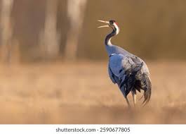 Attēlu rezultāti vaicājumam “Grus grus”