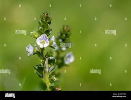 Attēlu rezultāti vaicājumam “Veronica serpyllifolia flower”