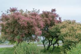 Attēlu rezultāti vaicājumam “Cotinus coggygria”
