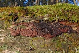 Attēlu rezultāti vaicājumam “Siphoptychium violaceum”