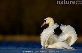Attēlu rezultāti vaicājumam “Cygnus olor adult”