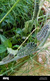 Attēlu rezultāti vaicājumam “Papilio machaon larva”