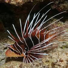 Image result for Pterois radiata