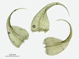 Attēlu rezultāti vaicājumam “Drepanocladus aduncus”