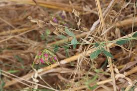 Attēlu rezultāti vaicājumam “Lathyrus tuberosus bud”