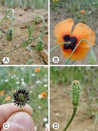 Attēlu rezultāti vaicājumam “Papaver argemone bud”
