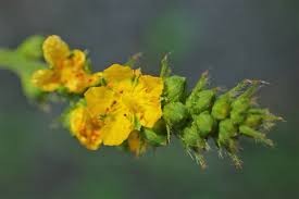 Attēlu rezultāti vaicājumam “Agrimonia pilosa”