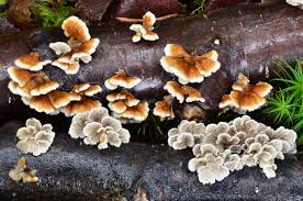 Attēlu rezultāti vaicājumam “Plicatura nivea”