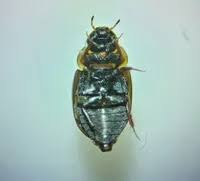 Attēlu rezultāti vaicājumam “Enochrus affinis”