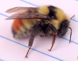 Attēlu rezultāti vaicājumam “Bombus”