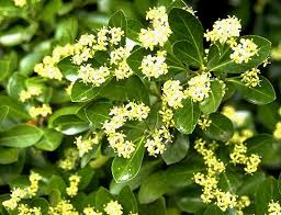Attēlu rezultāti vaicājumam “Euonymus”
