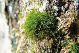 Attēlu rezultāti vaicājumam “Dicranum viride”