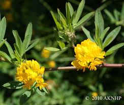 Attēlu rezultāti vaicājumam “Medicago sativa subsp. falcata”