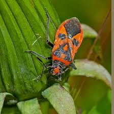 Attēlu rezultāti vaicājumam “Corizus hyoscyami”