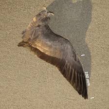 Attēlu rezultāti vaicājumam “Branta bernicla adult”