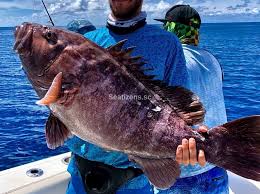 Image result for Hyporthodus quernus