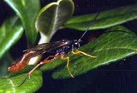 Attēlu rezultāti vaicājumam “Ichneumonidae”