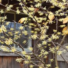 Attēlu rezultāti vaicājumam “Hamamelis virginiana”