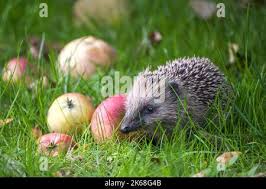 Attēlu rezultāti vaicājumam “Erinaceus sp.”