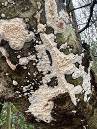 Attēlu rezultāti vaicājumam “Xylobolus frustulatus”