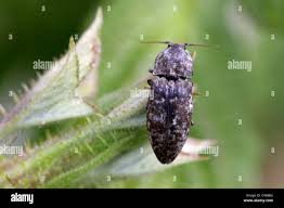 Attēlu rezultāti vaicājumam “Agrypnus murinus”