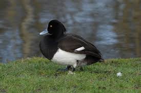 Image result for Aythya fuligula