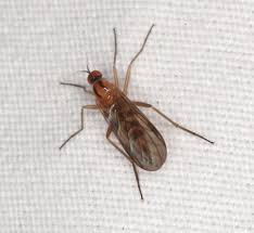 Attēlu rezultāti vaicājumam “Empididae”