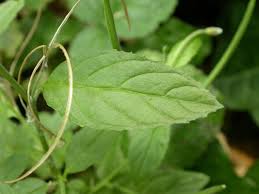 Attēlu rezultāti vaicājumam “Epilobium roseum”