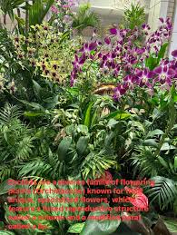 Attēlu rezultāti vaicājumam “Orchidaceae”