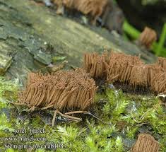 Attēlu rezultāti vaicājumam “Stemonitis fusca”