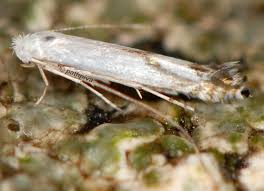 Attēlu rezultāti vaicājumam “Lyonetia prunifoliella”