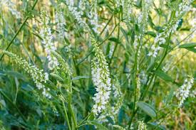 Attēlu rezultāti vaicājumam “Melilotus albus flower”