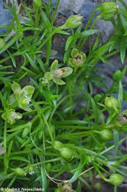 Attēlu rezultāti vaicājumam “Sagina procumbens fruit”